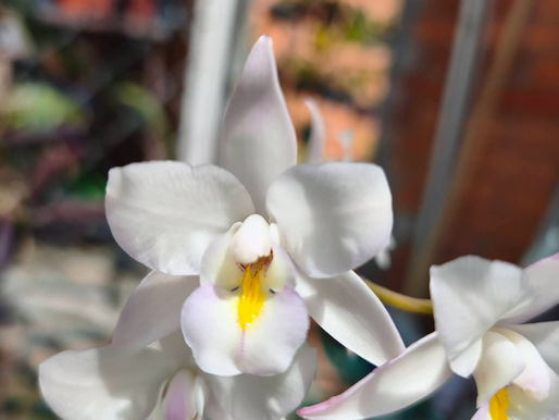 LAELIA ALBIDA (flor de san francisco)