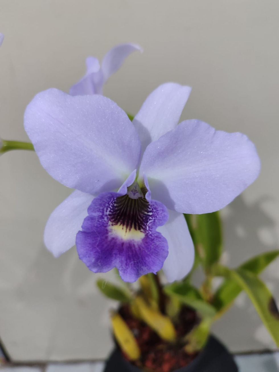 Orquídea Laelia con pétalos color lavanda y labio púrpura.