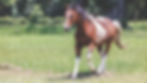 Dareing Ranch-16.jpg