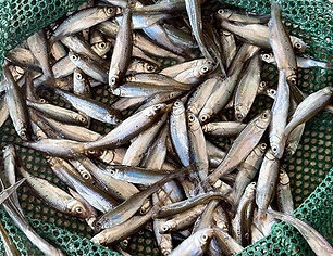 Minnows