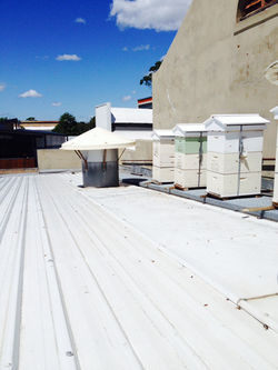 Hives on a roof of a cafe in Sydney