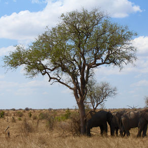Kruger Park - South Africa