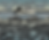 Big Fish.png