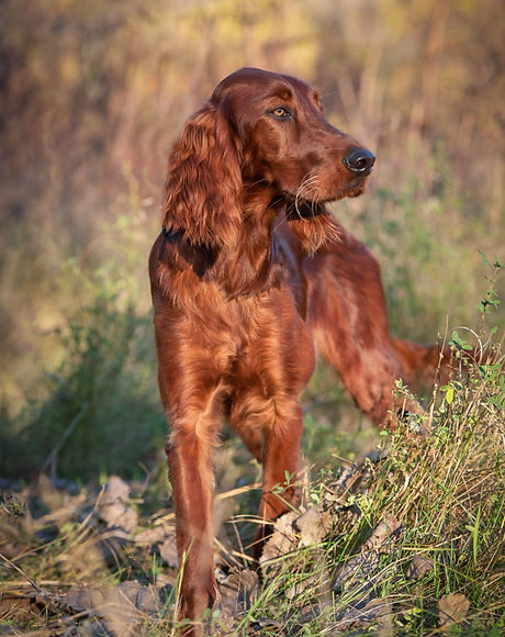 setter.poil.jpg