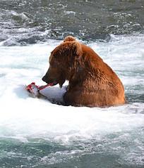 Katmai_3-DSC_0179.JPG