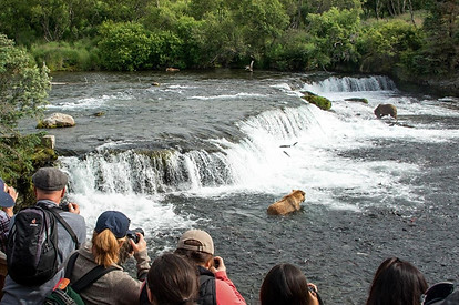 Udsigten fra udsigtsplatformen ved Brooks Falls, hvor flere bjørne ses fiske efter laks i Katmai National Park, Alaska.