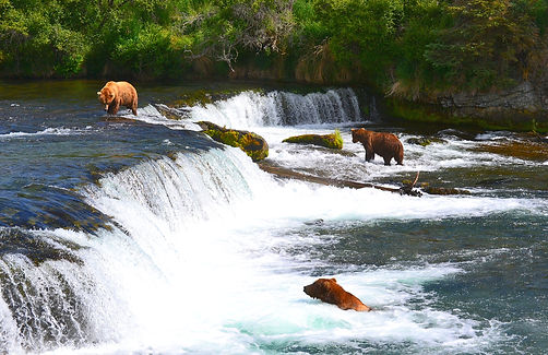 Bjørne der fisker efter laks ved Brooks Falls, Katmai National Park, Alaska.