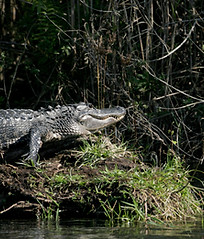 Everglades_9099204593_dbda6dbc4c_k.jpg