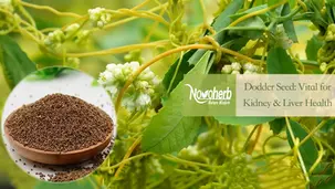 Dodder Seed Extract