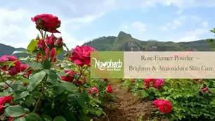 Rose Extract Powder