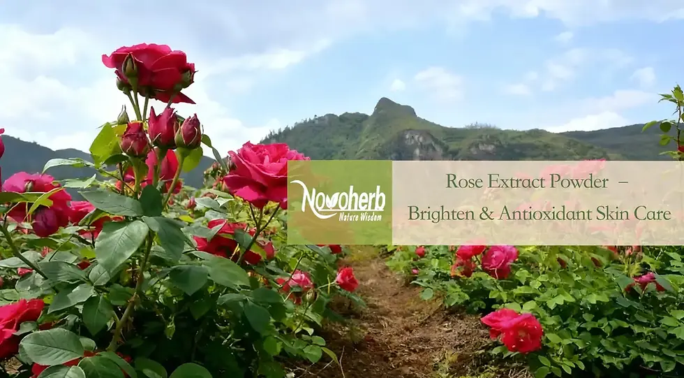 Rose Extract Powder