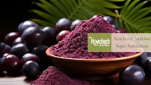 Acai Berry Extract