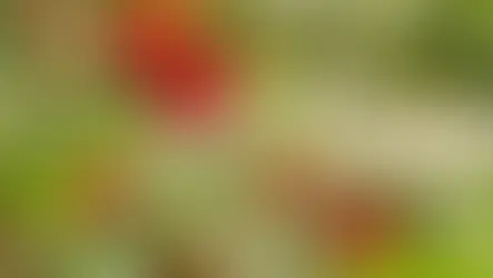 𝗔𝗰𝗲𝗿𝗼𝗹𝗮 𝗖𝗵𝗲𝗿𝗿𝘆 Extract