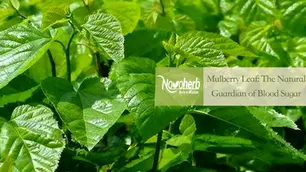 Why Mulberry Leaf Extract Is the Natural Guardian of Blood Sugar and Vitality