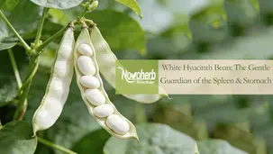 Which White Hyacinth Bean Extract Is Known as the “Gentle Digestive Tonic”