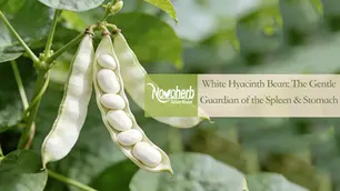 Which White Hyacinth Bean Extract Is Known as the “Gentle Digestive Tonic”