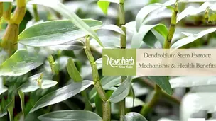 Dendrobium Stem Extract