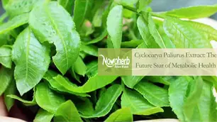 Cyclocarya Paliurus Extract