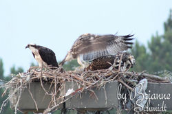 Fledglings