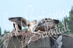 Osprey Nest