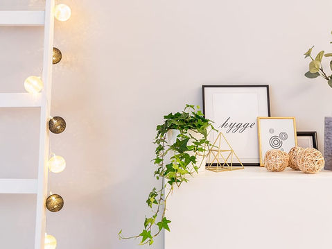 Plantas em ambiente interno: 5 opções para dar um toque aconchegante na sua casa