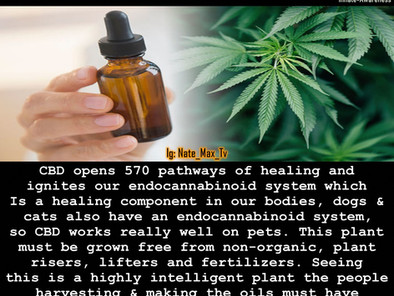 CBD Opens 570 pathways of healing but synthesized CBD from big Pharma is proving to be a real doozie