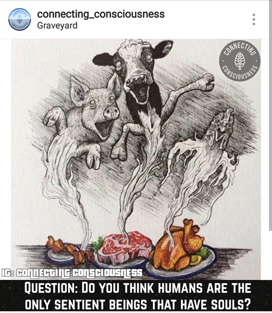 Animals Our Friends We Need To Protect