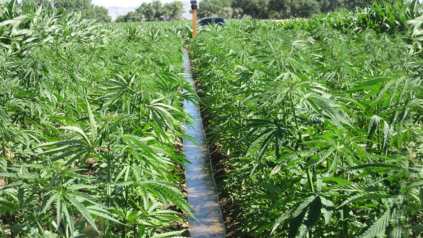 hemp-farm-bill.jpg