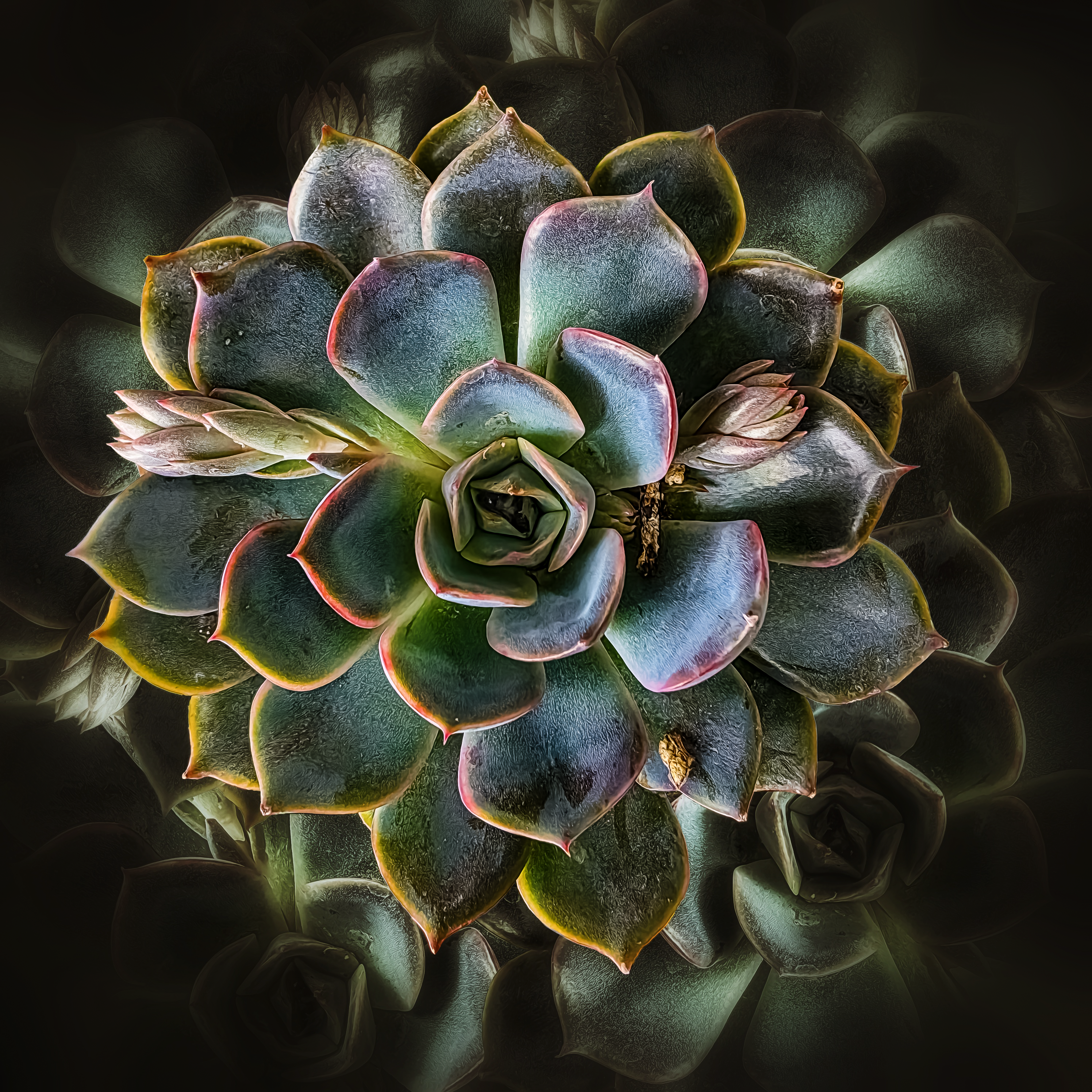 Echeveria