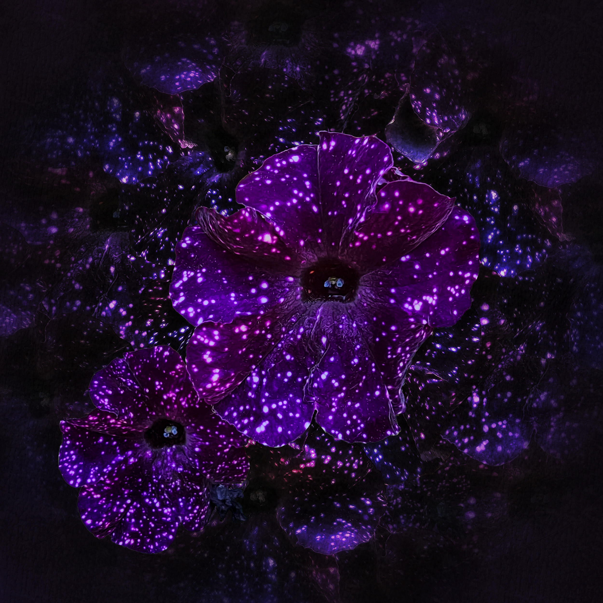 Night Sky Petunia