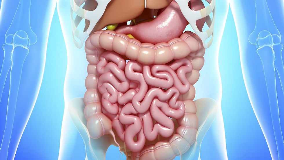 Illustration of the human digestive system showing the stomach, liver, and intestines in a stylized, semi-transparent view. The background is blue, highlighting the organs in a cross-section of the torso.
