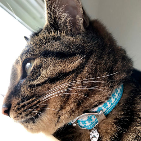 兵庫県　 わさびくん