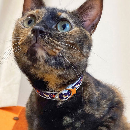 兵庫県 　ラッキーちゃん