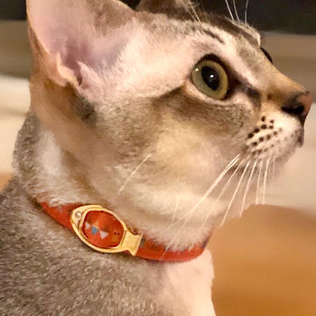 愛知県　 マールくん