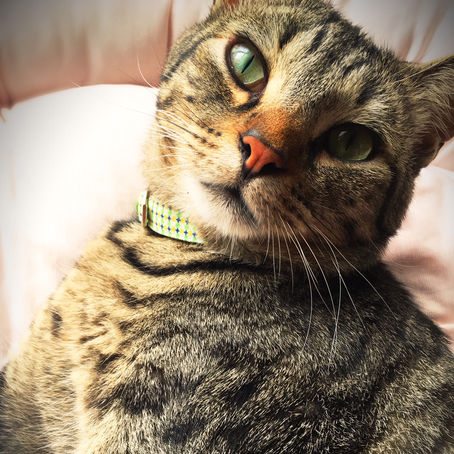 千葉県　 コナンくん・つくねちゃん