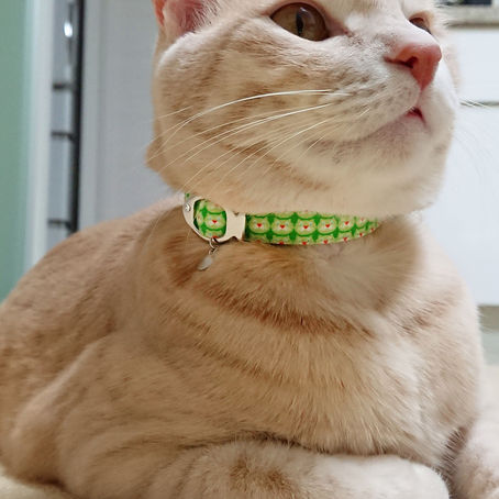 東京都　ゆうちゃん