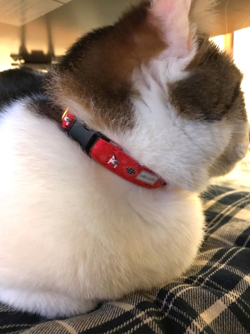 神奈川県　みぃちゃん