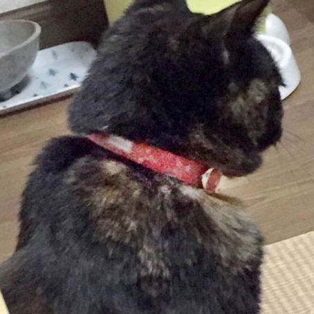 神奈川県　チャビィちゃん