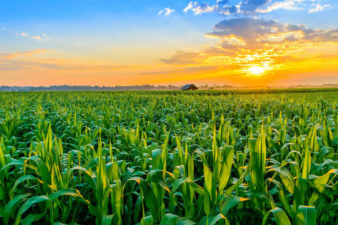 Robust hybrid maize seeds offering high shelling percentages, uniform cobs, and exceptional field standability.