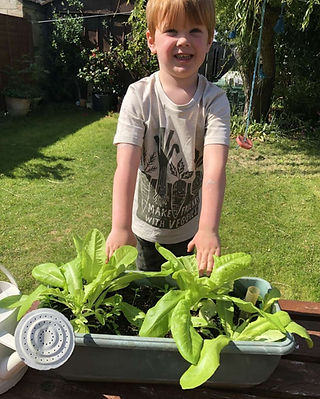 Growing lettuce at home.jpg