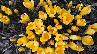 crocus.jpeg