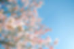 Pink Blossom_edited.jpg