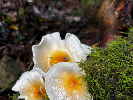 Poem: Spicers to Teviot Girls Trip