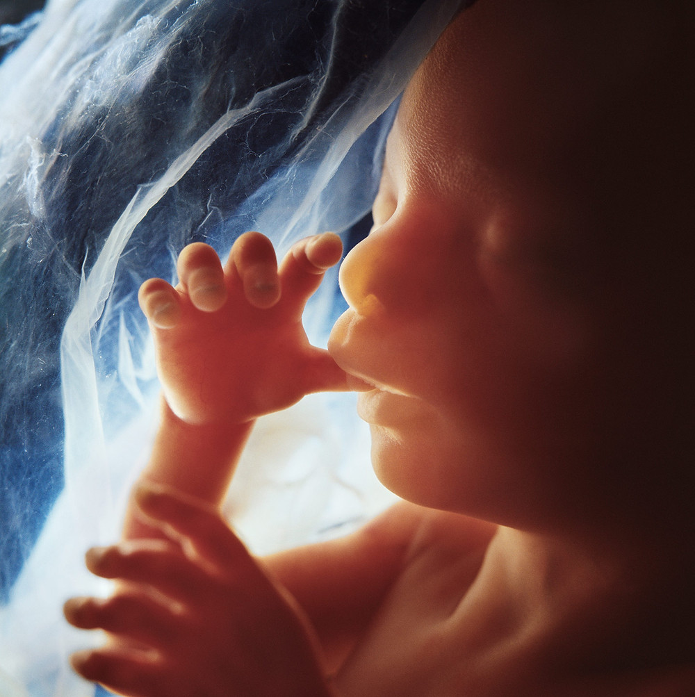 in utero; Lennart Nilsson
