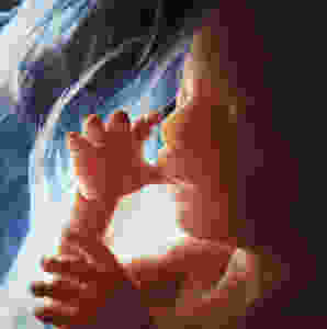 in utero; Lennart Nilsson