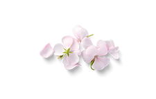 Fleur décorative en arrière-plan, créant une ambiance douce et naturelle sur le site Sofrolodie