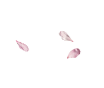 Image de pétale décoratif pour une ambiance apaisante sur le site de Sofrolodie