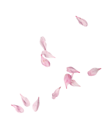 Image de pétale décoratif pour une ambiance apaisante sur le site de Sofrolodie