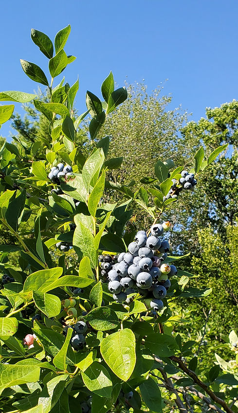 Blueberry Picture.jpg