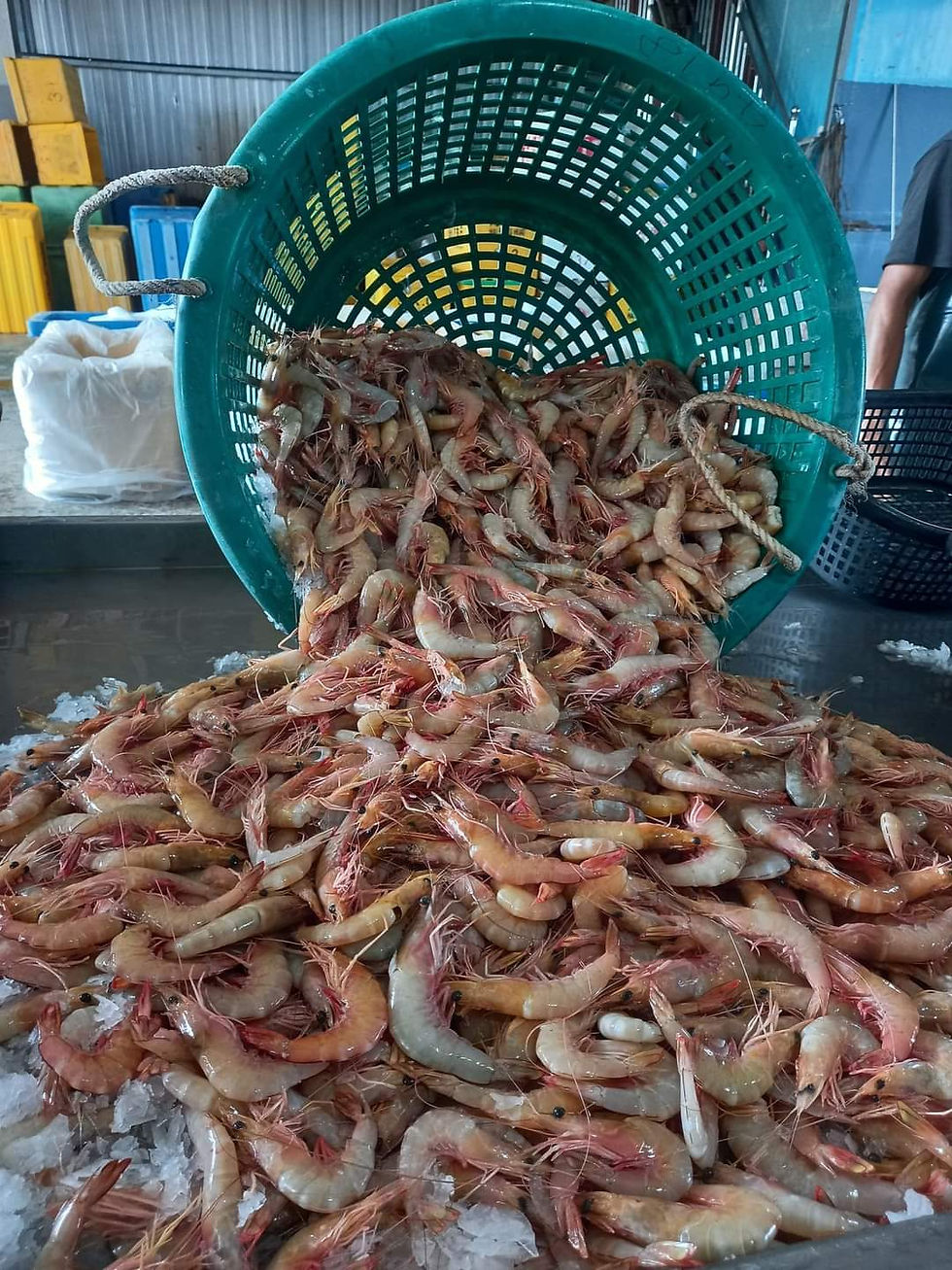 縮圖：（XL Size 14-20Pcs）Fresh Frozen Sea Prawn 新鲜冷冻放网明虾 Ang Ka（A） 1KG